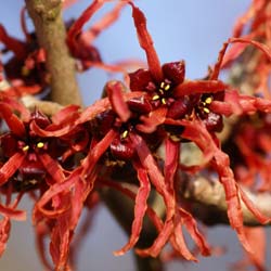 hamamelis x intermedia feuerzauber